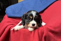 Ralyn , a female Cavalier King Charles Spaniel for sale in Buffalo, MO – 6 of 9