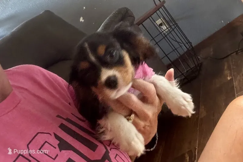 Renley – Cavalier King Charles Spaniel puppy for sale in Buffalo, MO