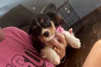 Renley, a female Cavalier King Charles Spaniel for sale in Buffalo, MO – 1 of 10