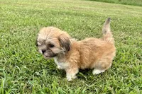 Capri, a female Lhasa Apso for sale in Buffalo, MO – 5 of 9