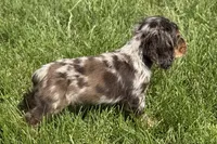 Rusty, a male Cocker Spaniel for sale in Buffalo, MO – 9 of 10