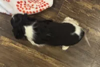 Mochi, a female Cavalier King Charles Spaniel for sale in Buffalo, MO – 3 of 10