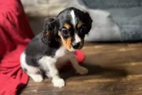 Ryan, a male Cavalier King Charles Spaniel for sale in Buffalo, MO – 2 of 10