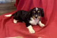 Maverick, a male Cavalier King Charles Spaniel for sale in Buffalo, MO – 6 of 10
