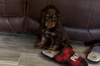 Bingo - AKC Champion Background, a male Cocker Spaniel for sale in Buffalo, MO – 3 of 8