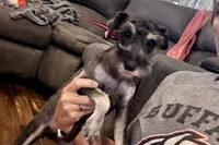 AKC- Addie, a female Miniature Schnauzer for sale in Buffalo, MO – 2 of 10