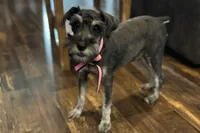 AKC- Addie, a female Miniature Schnauzer for sale in Buffalo, MO – 9 of 10