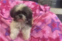 Tizzy, a female Lhasa Apso for sale in Buffalo, MO – 4 of 6