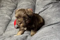 Ebby - AKC, a female Miniature Schnauzer for sale in Buffalo, MO – 7 of 9