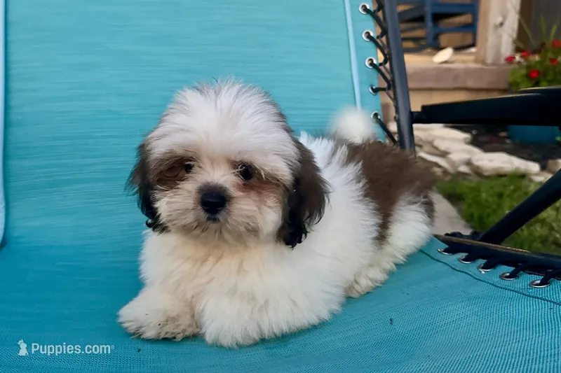 Luna- AKC Champion Bloodlines – Lhasa Apso puppy for sale in Buffalo, MO