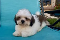 Luna- AKC Champion Bloodlines, a female Lhasa Apso for sale in Buffalo, MO – 1 of 9