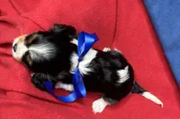 River, a female Cavalier King Charles Spaniel for sale in Buffalo, MO – 2 of 9