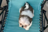 Luna- AKC Champion Bloodlines, a female Lhasa Apso for sale in Buffalo, MO – 3 of 9