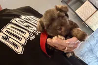 Ebby - AKC, a female Miniature Schnauzer for sale in Buffalo, MO – 2 of 9
