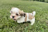 Carter, a male Lhasa Apso for sale in Buffalo, MO – 7 of 10
