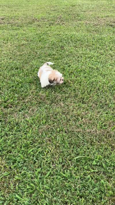 Carter, a male Lhasa Apso for sale in Buffalo, MO – 10 of 10