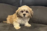 Capri, a female Lhasa Apso for sale in Buffalo, MO – 9 of 10