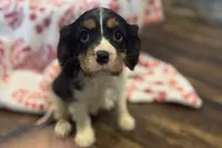 Mochi, a female Cavalier King Charles Spaniel for sale in Buffalo, MO – 8 of 10