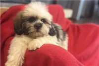 Teo, a male Lhasa Apso for sale in Buffalo, MO – 2 of 6