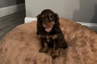 Bingo - AKC Champion Background, a male Cocker Spaniel for sale in Buffalo, MO – 1 of 8