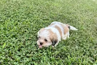 Carter, a male Lhasa Apso for sale in Buffalo, MO – 8 of 10