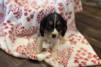 Mochi, a female Cavalier King Charles Spaniel for sale in Buffalo, MO – 10 of 10