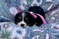 Pyper, a female Cavalier King Charles Spaniel for sale in Buffalo, MO – 3 of 8