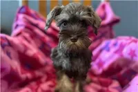 Chica, a female Miniature Schnauzer for sale in Buffalo, MO – 4 of 9