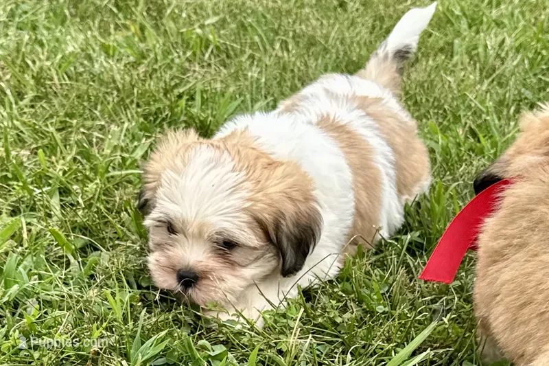 Carter – Lhasa Apso puppy for sale in Buffalo, MO