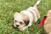 Carter, a male Lhasa Apso for sale in Buffalo, MO – 1 of 10