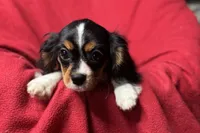 Ryan, a male Cavalier King Charles Spaniel for sale in Buffalo, MO – 4 of 10