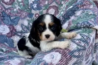 Paris, a female Cavalier King Charles Spaniel for sale in Buffalo, MO – 4 of 10