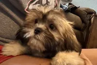 Camilla, a female Lhasa Apso for sale in Buffalo, MO – 5 of 9