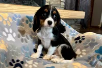Russ, a male Cavalier King Charles Spaniel for sale in Buffalo, MO – 3 of 10
