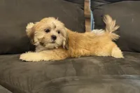 Capri, a female Lhasa Apso for sale in Buffalo, MO – 7 of 10