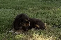 Bluey - AKC Champion Background, a male Cocker Spaniel for sale in Buffalo, MO – 6 of 7
