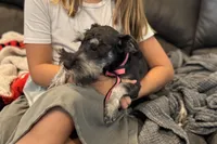 AKC- Addie, a female Miniature Schnauzer for sale in Buffalo, MO – 5 of 10