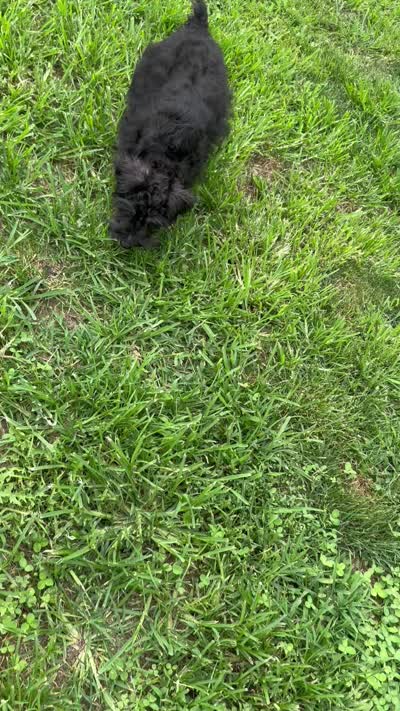 AKC- Addie, a female Miniature Schnauzer for sale in Buffalo, MO – 8 of 8