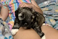 Apollo, a male Miniature Schnauzer for sale in Buffalo, MO – 1 of 9