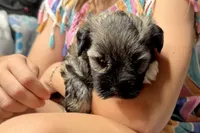 Apollo, a male Miniature Schnauzer for sale in Buffalo, MO – 6 of 9