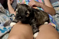 Apollo, a male Miniature Schnauzer for sale in Buffalo, MO – 8 of 9