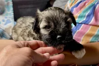 Apollo, a male Miniature Schnauzer for sale in Buffalo, MO – 4 of 9