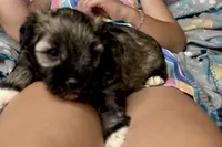 Apollo, a male Miniature Schnauzer for sale in Buffalo, MO – 2 of 9