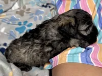 Apollo, a male Miniature Schnauzer for sale in Buffalo, MO – 9 of 9