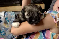 Apollo, a male Miniature Schnauzer for sale in Buffalo, MO – 7 of 9