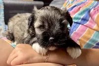 Apollo, a male Miniature Schnauzer for sale in Buffalo, MO – 3 of 9