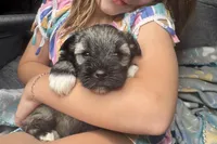 Apollo, a male Miniature Schnauzer for sale in Buffalo, MO – 5 of 9