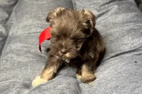 Ebby - AKC, a female Miniature Schnauzer for sale in Buffalo, MO – 3 of 9