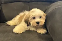 Carter, a male Lhasa Apso for sale in Buffalo, MO – 6 of 10