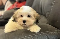 Carter, a male Lhasa Apso for sale in Buffalo, MO – 7 of 10